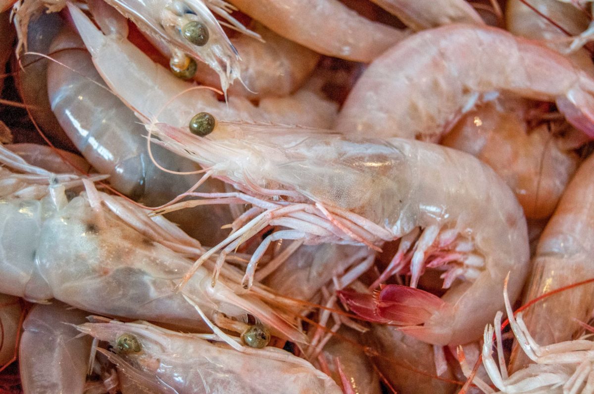 190815 SADER CONAPESCA DOF ZONAS DE VEDA PESCA CAMARÓN-6