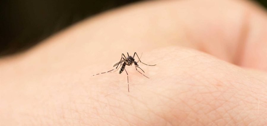 thumbnail_Dengue virus