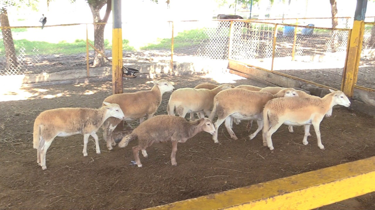 thumbnail_Patente Veterinaria (1)