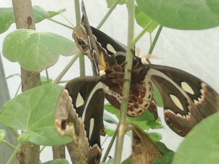 thumbnail_Ciclo mariposa cuatro espejos (4)