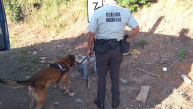 canino