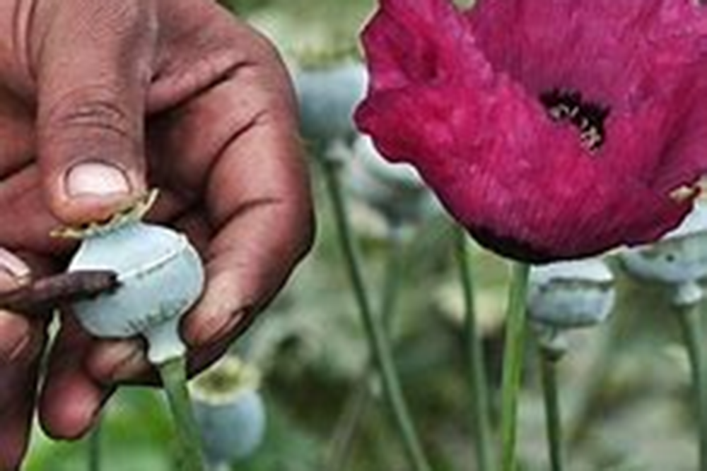 amapola