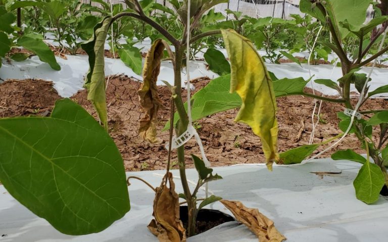 AGRONOMIA (3)