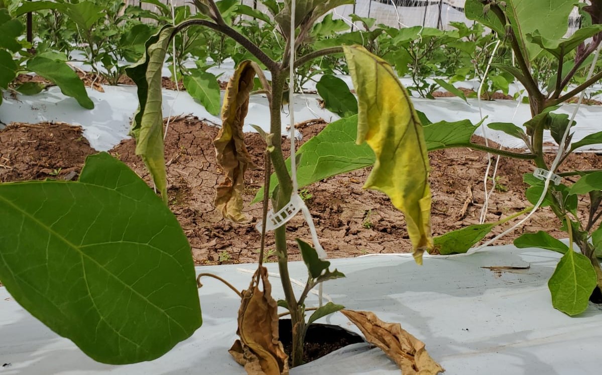 AGRONOMIA (3)