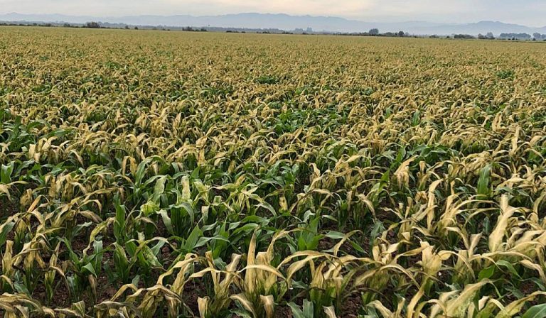 AGRONOMÍA (1)
