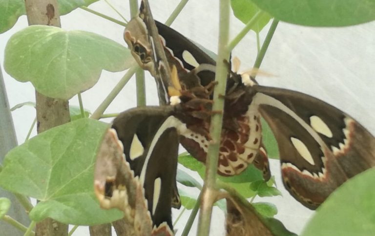 WhatsApp Image 2024-04-26 at 9.00.09 AM