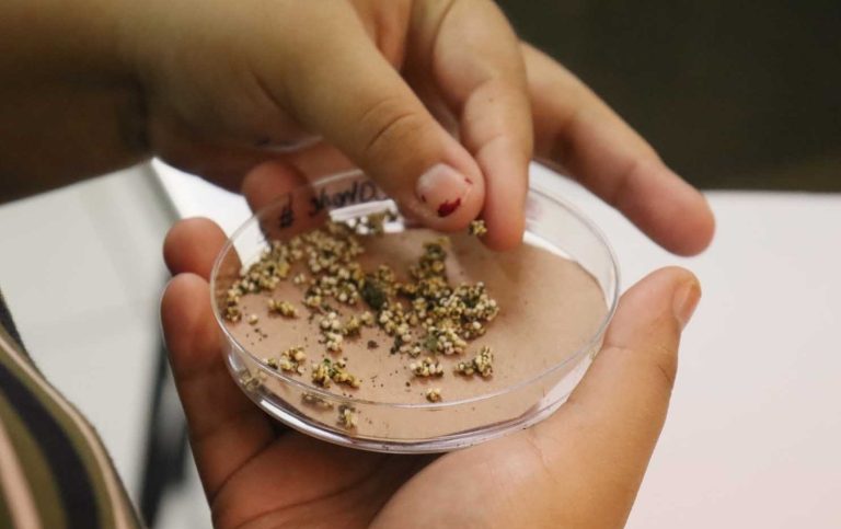 BIOLOGIA MANEJO EN LABORATORIO DE LA MARIPOSA (21)
