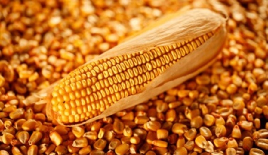 Maíz Transgénico
