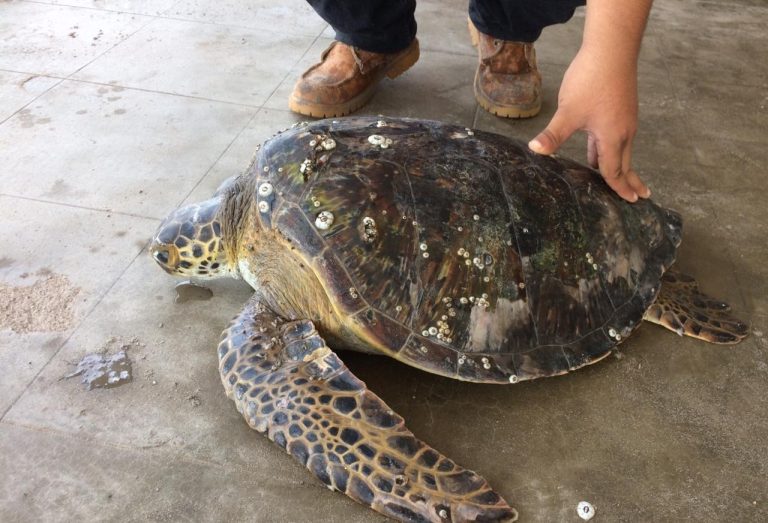 Tortugas (1)