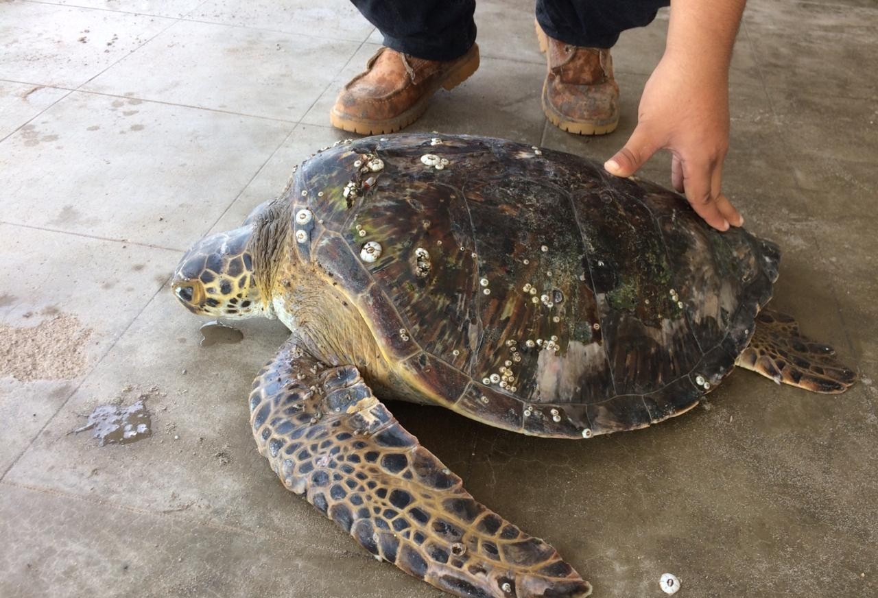 Tortugas (1)