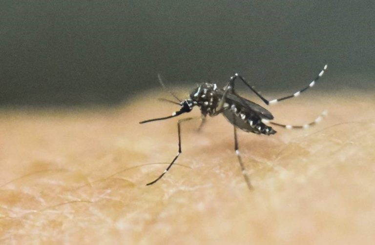 Ante la temporada de lluvias, haz un alto al dengue, zika y chikungunya.