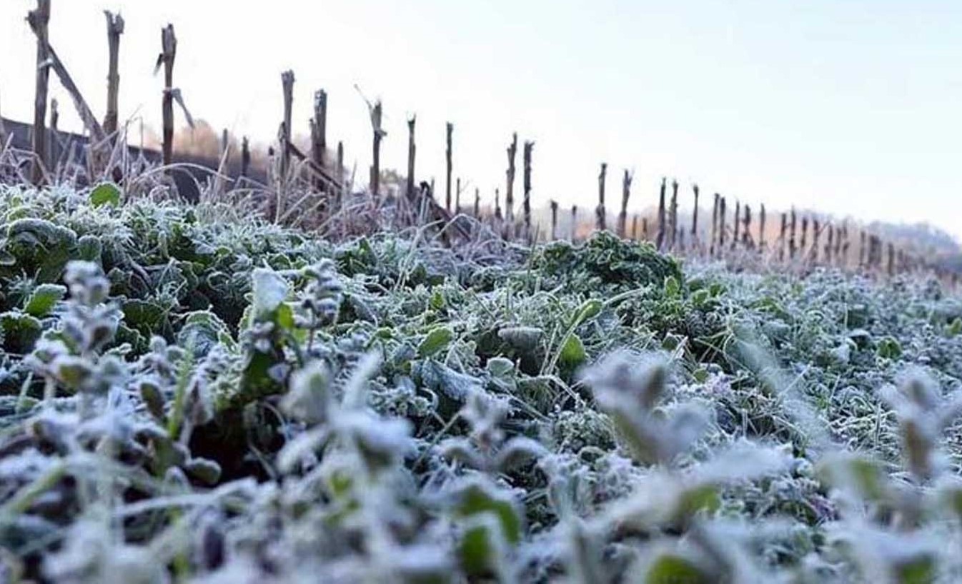 AGRONOMIA AZZAREL ANGULO IMPASCTO DE HELADAS EN CULTIVOS (9)