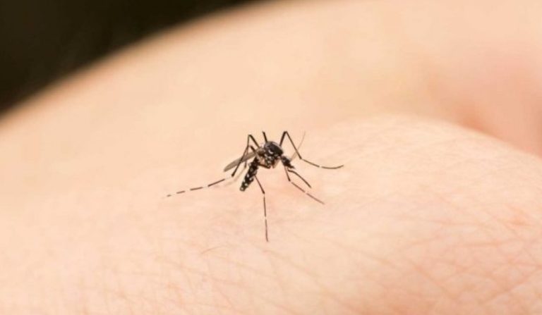 dengue (1)