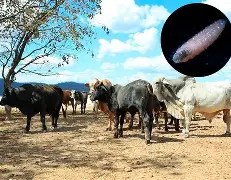 vaca