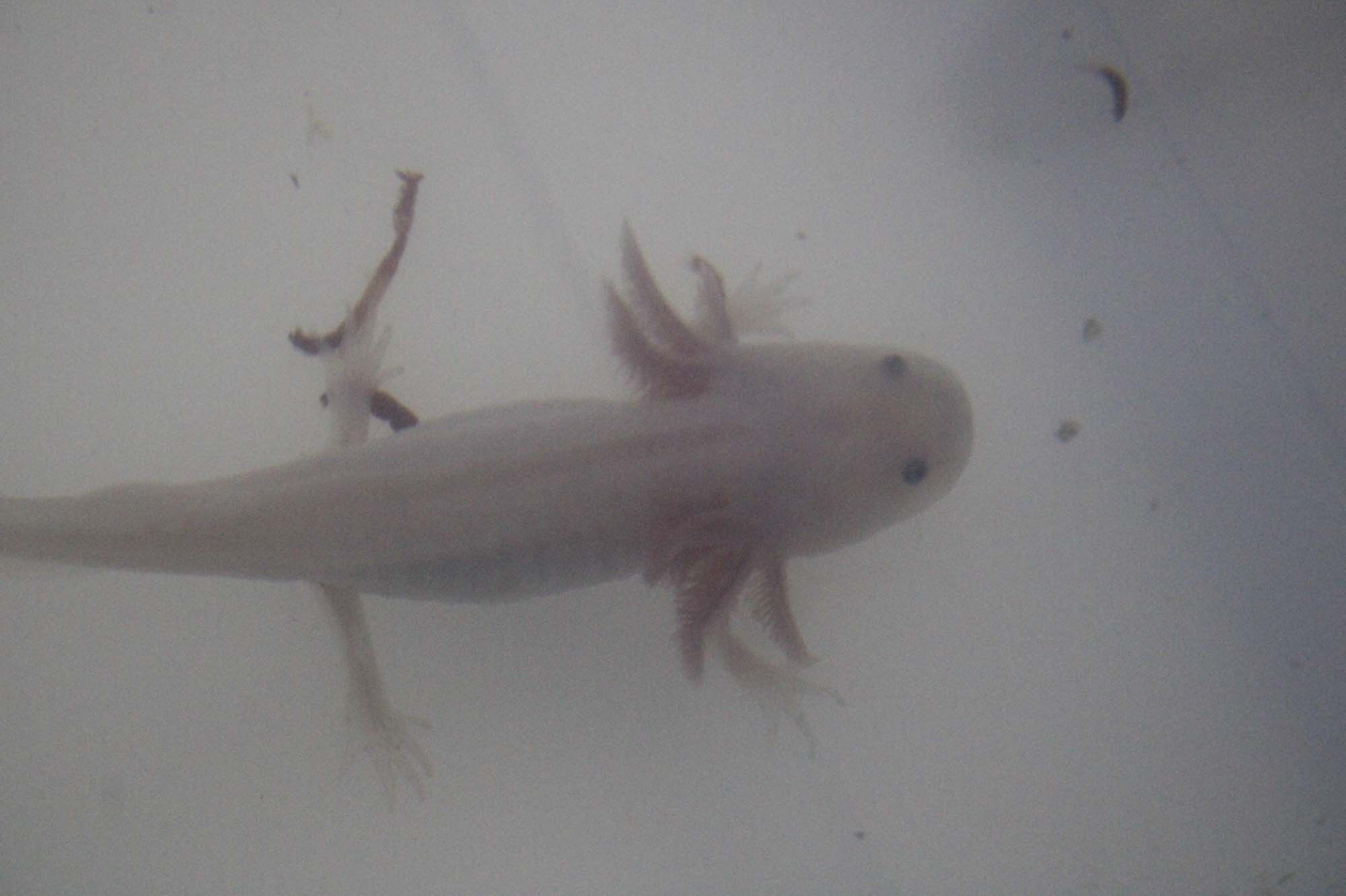 INVESTIGACIÓN AJOLOTES (1)