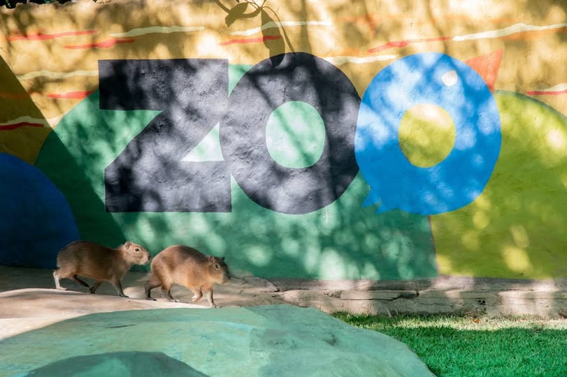 zoo