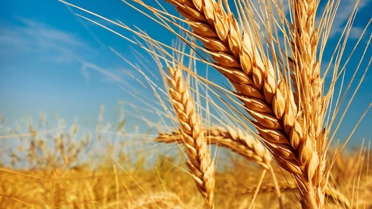 TRIGO